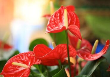 Anthurium