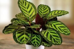 Usine de Calathea