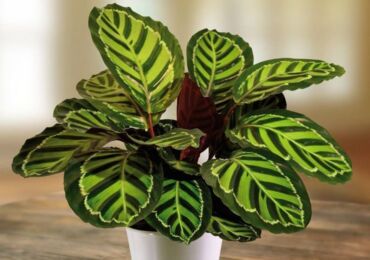 Usine de Calathea