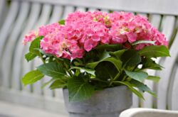 Hortensia d'intérieur