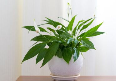 Spathiphyllum