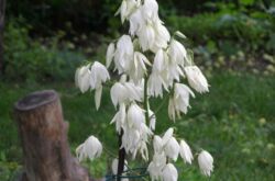 Le yucca est filamenteux. Entretien des plantes et plantation