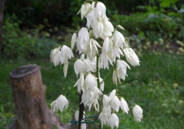 Le yucca est filamenteux. Entretien des plantes et plantation