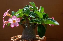 Adenium - soins à domicile. Culture d'adénium, transplantation et reproduction. Description, types. Une photo