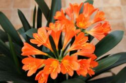 Clivia