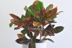 Croton (Codiaum)