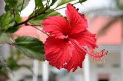 Hibiscus d'intérieur - soins à domicile. Taille et replantation. La reproduction. Fertilisation et arrosage