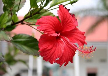 Hibiscus d'intérieur - soins à domicile. Taille et replantation. La reproduction. Fertilisation et arrosage