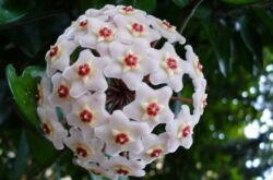 Hoya. Lierre de cire