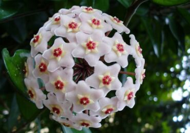 Hoya. Lierre de cire