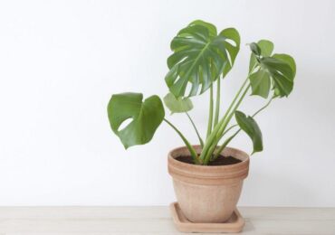 Monstera