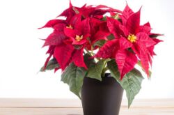 Poinsettia (étoile de Noël)