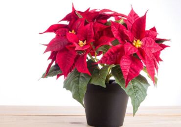 Poinsettia (étoile de Noël)