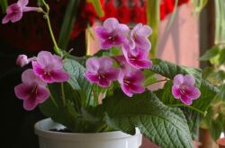 Streptocarpus est une plante herbacée à fleurs