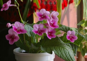 Streptocarpus est une plante herbacée à fleurs