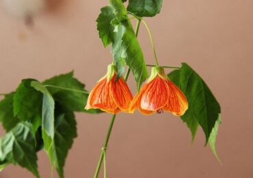 Abutilon ou érable d'intérieur