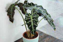 Alocasia