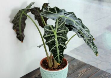 Alocasia