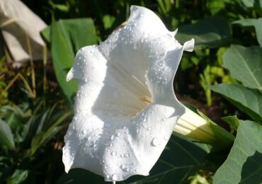 Datura est l'herbe du diable