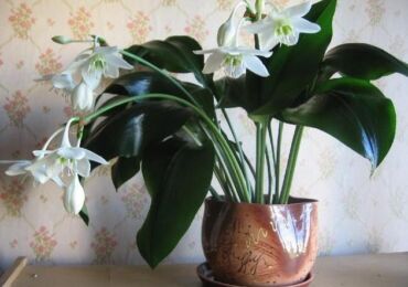 Eucharis ou lis d'Amazonie, comme on l'appelle aussi populairement, est une belle plante d'intérieur à fleurs