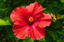 Hibiscus syrien (jardin)