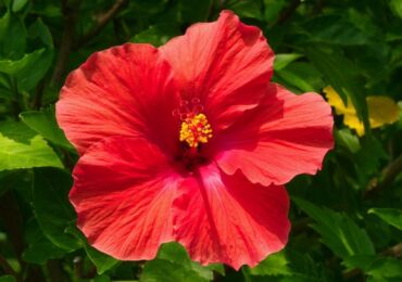 Hibiscus syrien (jardin)