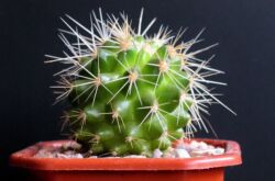 Mais cela ne veut pas dire qu'il est interdit de mettre un cactus à côté d'un ordinateur sous peine de mort.