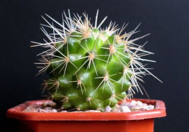 Mais cela ne veut pas dire qu'il est interdit de mettre un cactus à côté d'un ordinateur sous peine de mort.