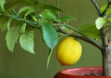 Citron dénoyauté