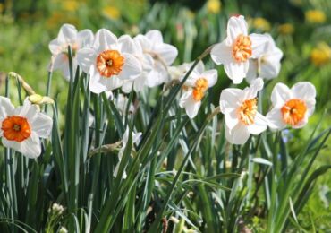 Jonquilles