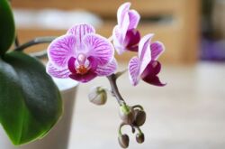 Orchidée Phalaenopsis