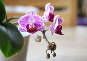 Orchidée Phalaenopsis