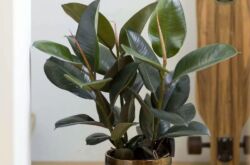 Ficus caoutchouteux (elastica)