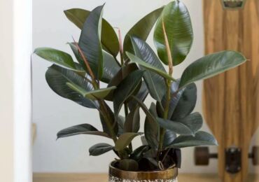 Ficus caoutchouteux (elastica)