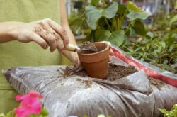 Nourrir les plantes d'intérieur