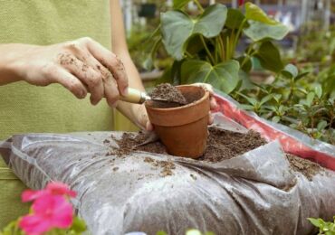 Nourrir les plantes d'intérieur