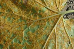 Rouille des plantes. Signes de maladie et traitements