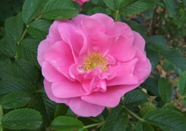 Rose ridée. Plantation et départ. Transplantation et reproduction. Rosa Rugosa