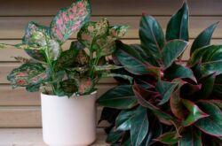 Aglaonema