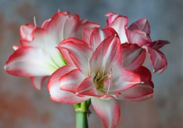 Amaryllis