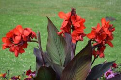 Fleur de Canna