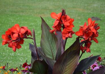 Fleur de Canna