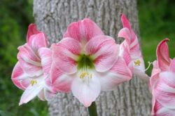 Hippeastrum. Soin et culture. Transplantation et reproduction