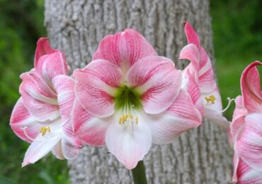 Hippeastrum. Soin et culture. Transplantation et reproduction