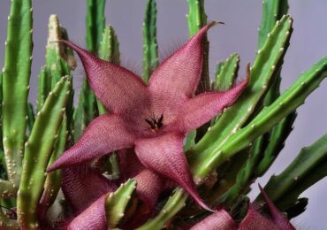 Plante stapelia