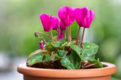 Fleur de cyclamen