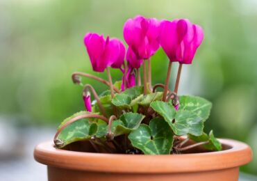 Fleur de cyclamen