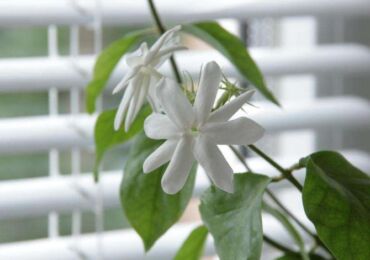 Jasmin d'intérieur. Soins à domicile. Transplantation et reproduction