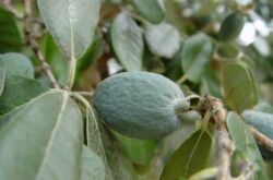 Feijoa. Grandir à la maison. Soins infirmiers et reproduction.