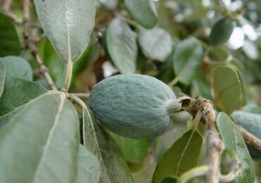 Feijoa. Grandir à la maison. Soins infirmiers et reproduction.